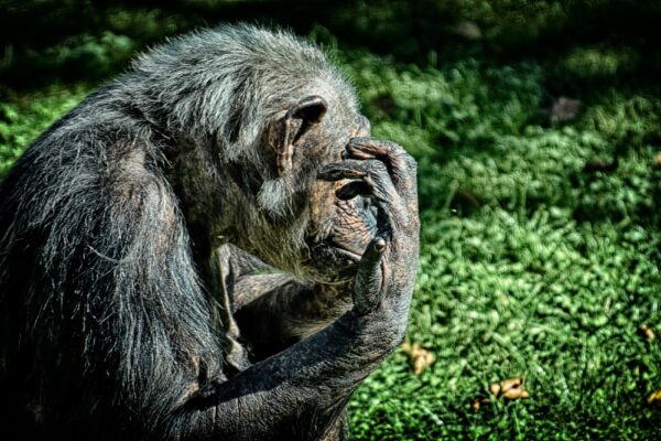 Where Can I Track Chimpanzees in Rwanda 3-Day Rwanda Chimpanzee Tracking Safari