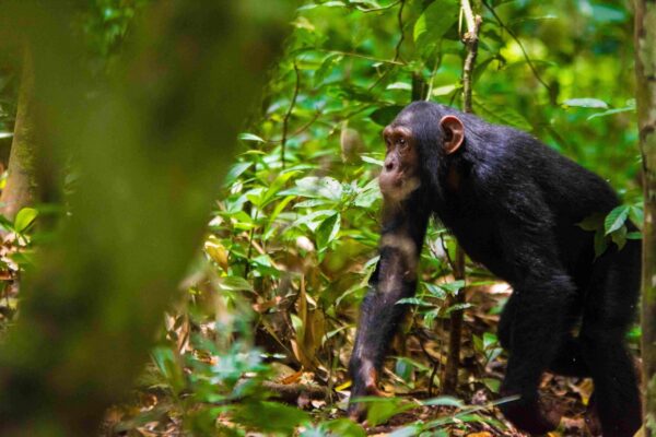 Where is the Best Place for Chimpanzee Tracking in Uganda Where is the Best Place for Chimpanzee Tracking in Uganda