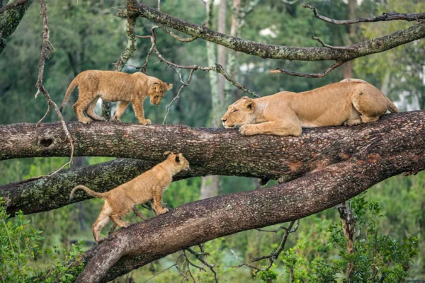 Lake Manyara National Park Lake Manyara National Park