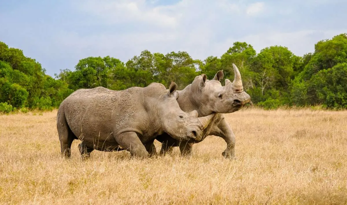 Ol Pejeta Conservancy