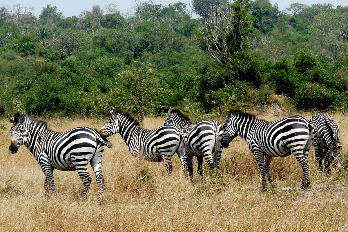 Lake Mburo National Park