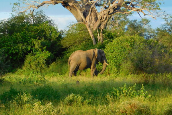 8-Day Kenya Wildlife Safari Holiday 8-Day Kenya Wildlife Safari Holiday