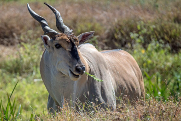 Zinave National Park2 12-Day Mozambique Island & Wildlife Safari