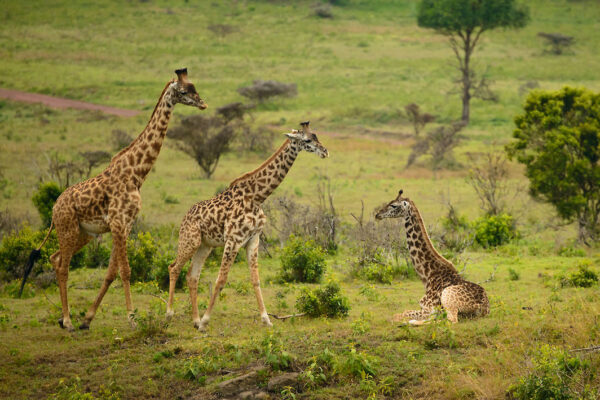 Arusha National Park Arusha National Park