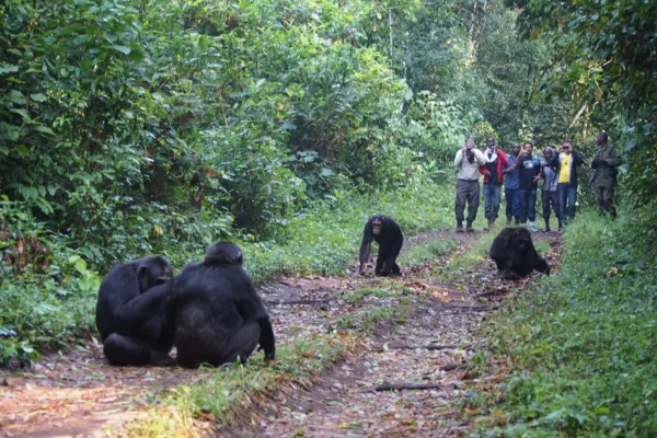 6 Days Uganda Chimps and Gorilla Trekking