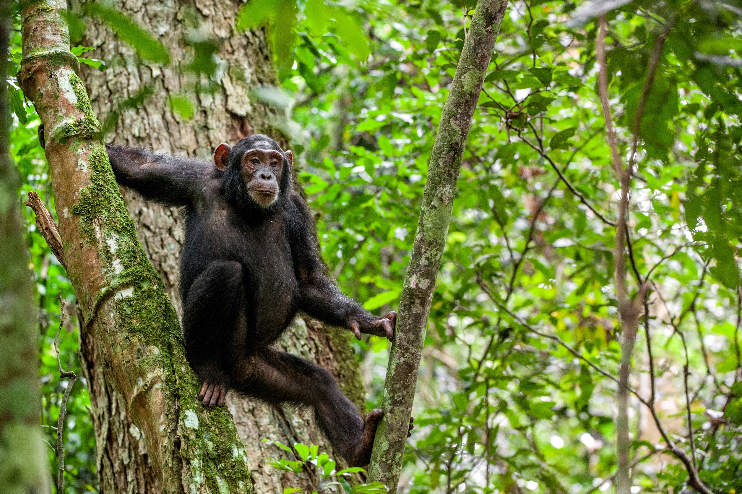 Kibira National Park