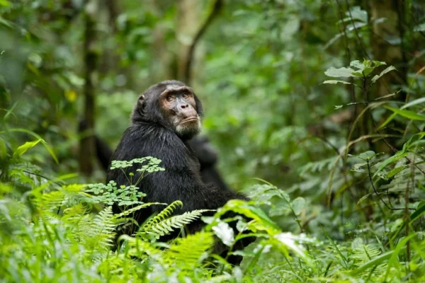 chimpanzee-trekking-kibale 4-Day Rwanda Gorillas & Chimps Tracking Tour
