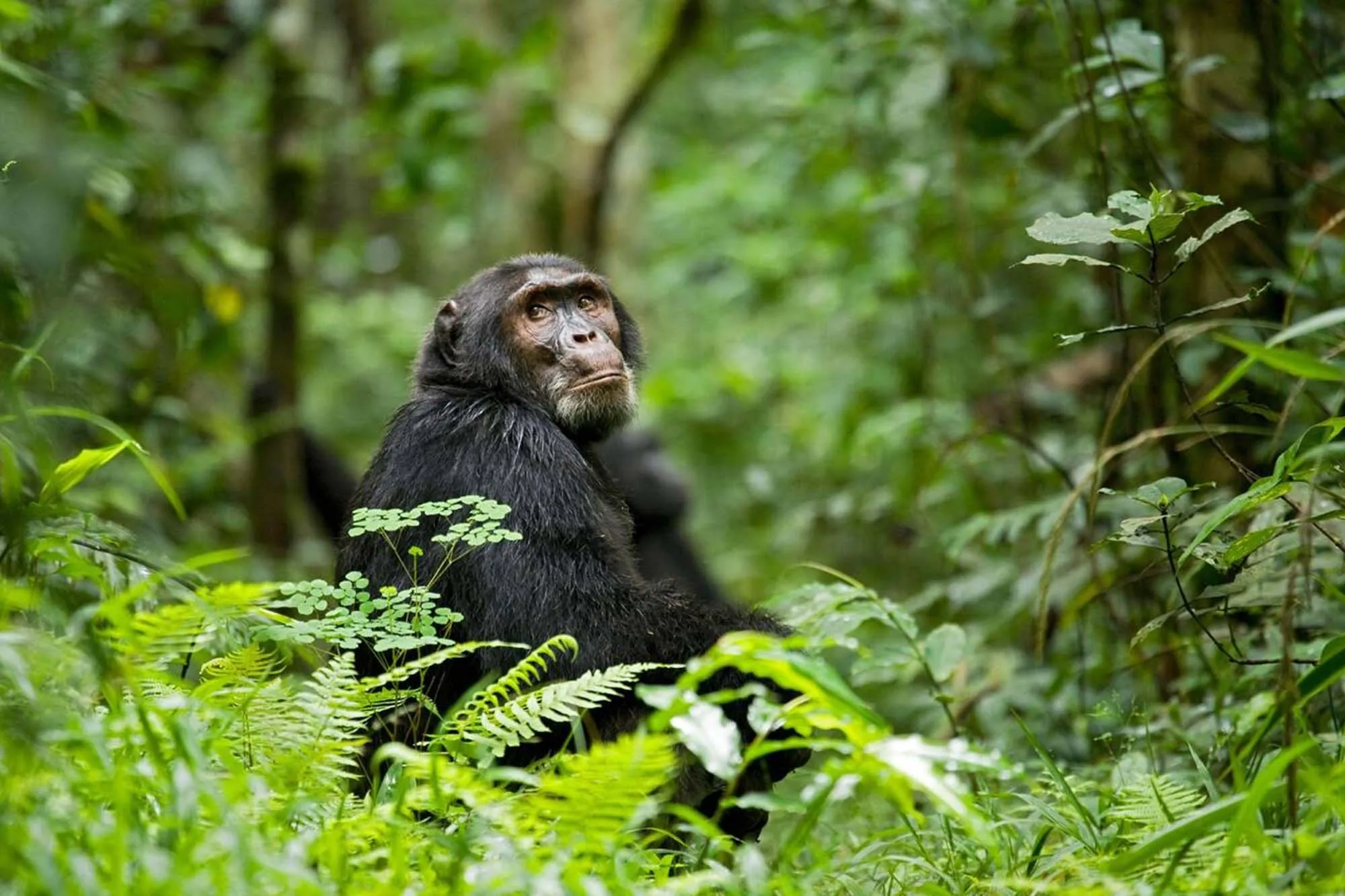 7 Days Uganda Game Drives & Gorilla