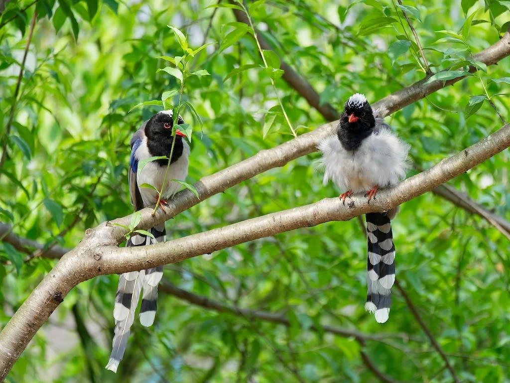 Kibale National Park