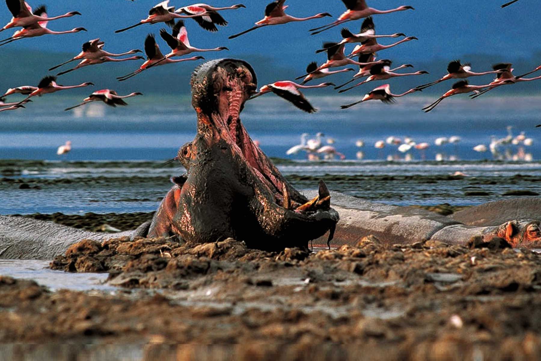 Lake Nakuru National Park