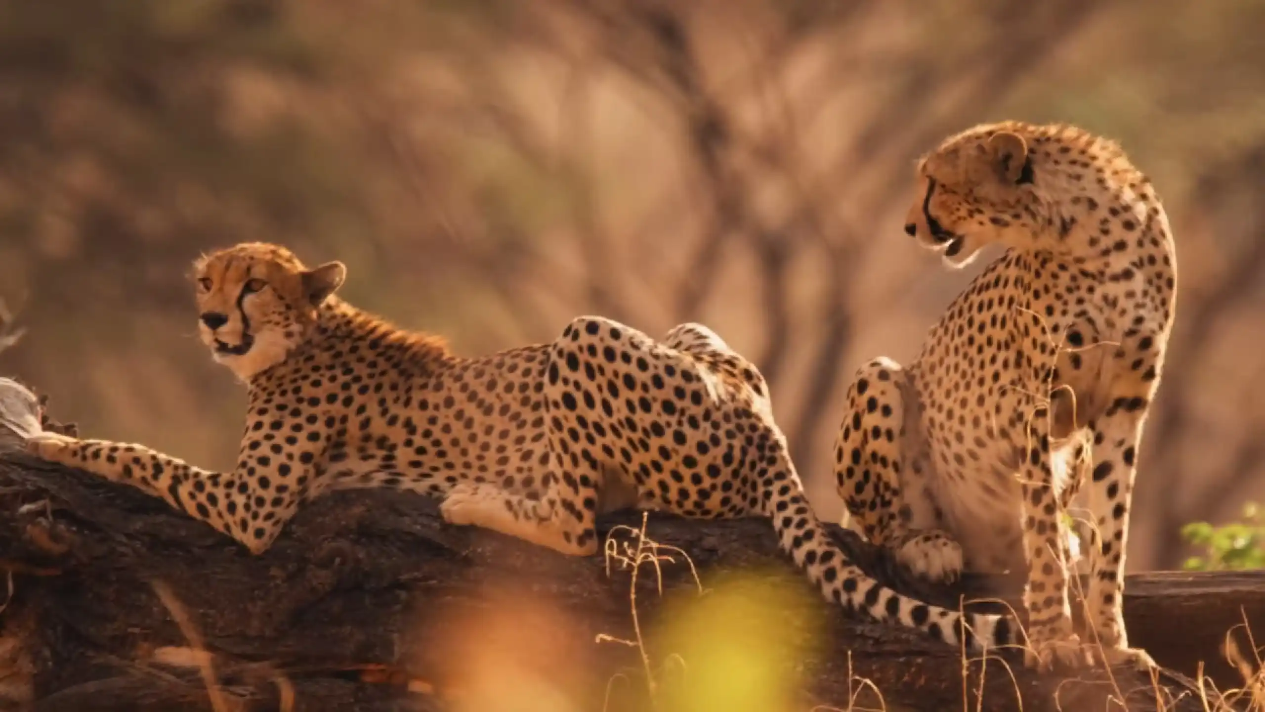 Arusha National Park