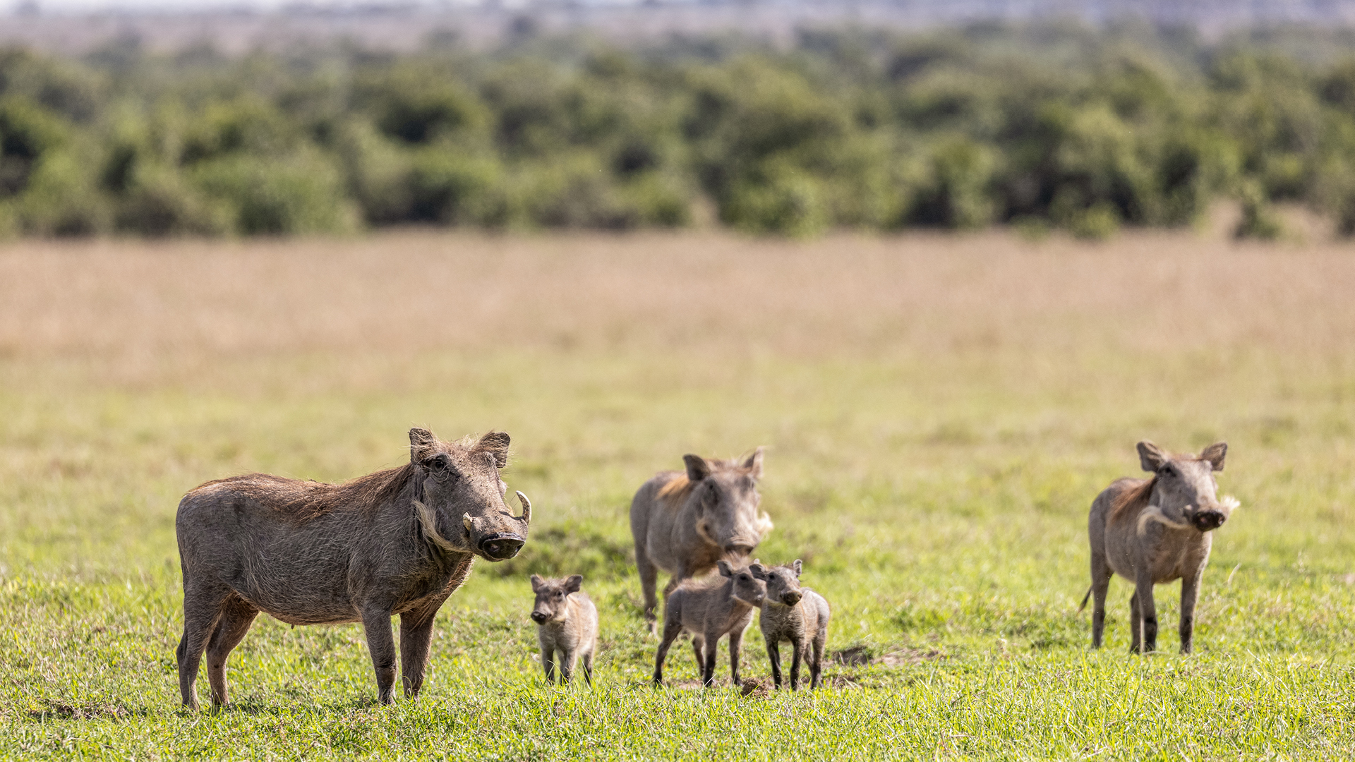 Ol Pejeta Conservancy
