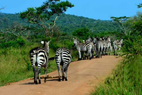 Lake Mburo National Park