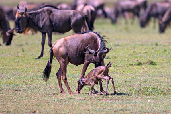 10-Day Tarangire, Serengeti to Ndutu Migration & Ngorongoro