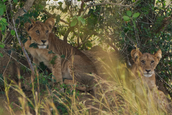 11 Days Kenya & Botswana Wildlife Safari 11 Days Kenya & Botswana Wildlife Safari