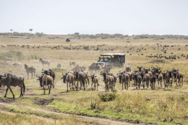 11 Days Masai Mara and Northern Circuit Safari 11 Days Masai Mara and Northern Circuit Safari