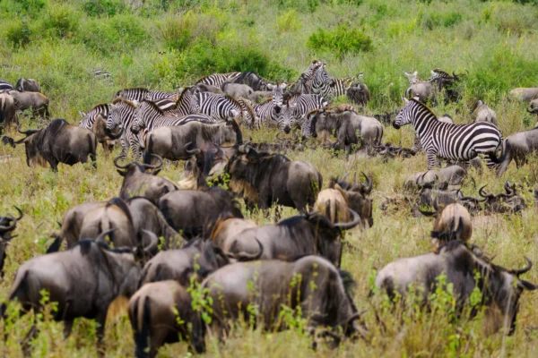 What Happens When the Migration Arrives Early?