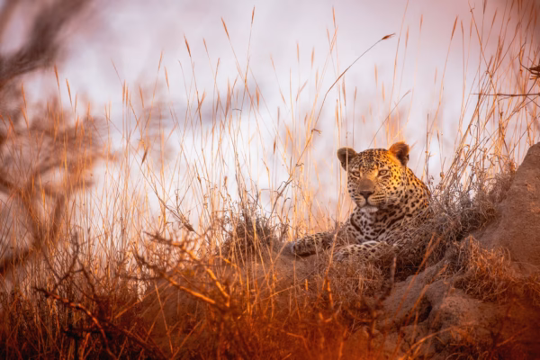 12 Days Exclusive Safari & Cape Town Experience 12 Days Exclusive Safari & Cape Town Experience