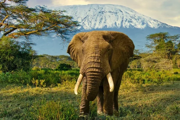 12 Days Kenya Classic and Northern Safari1 12 Days Kenya Classic and Northern Safari