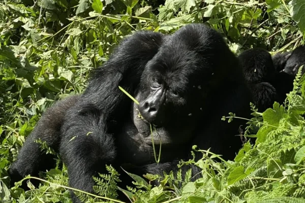 12 Days Rwanda Gorilla, Nakuru & Maasai Mara Adventure