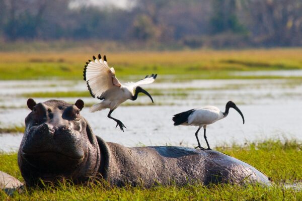 13-Day Botswana Birding and Wildlife Safari