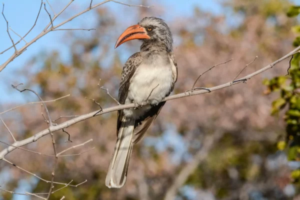 13-Day Namibia Birding & Wildlife Safari 13-Day Namibia Birding & Wildlife Safari