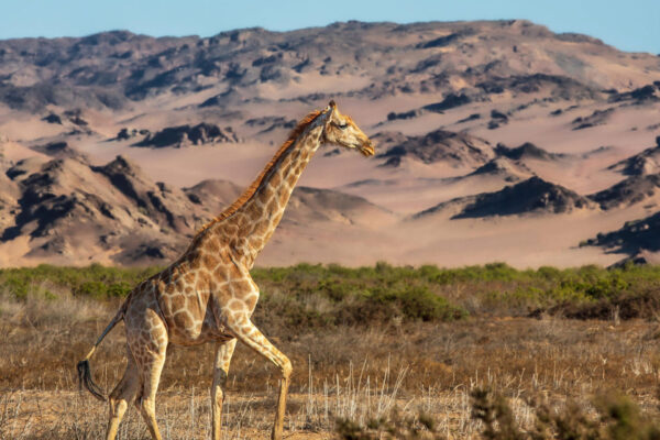 13-Day Namibia Northern Wildlife Safari 13-Day Namibia Northern Wildlife Safari