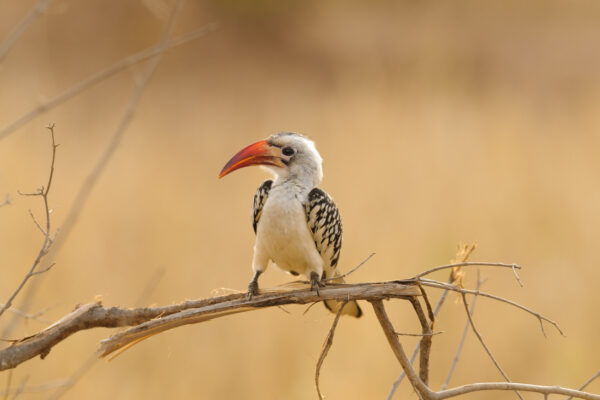 13-Day Tanzania Adventure Safari- Cultural, Birding, Great Migration