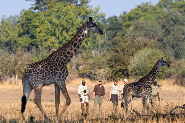 14-Day Best of Zambia Luxury Safari 14-Day Best of Zambia Luxury Safari