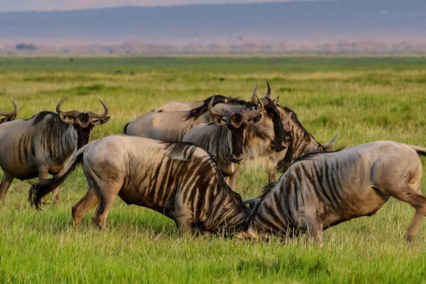 Wildebeest Migration Wildebeest Migration