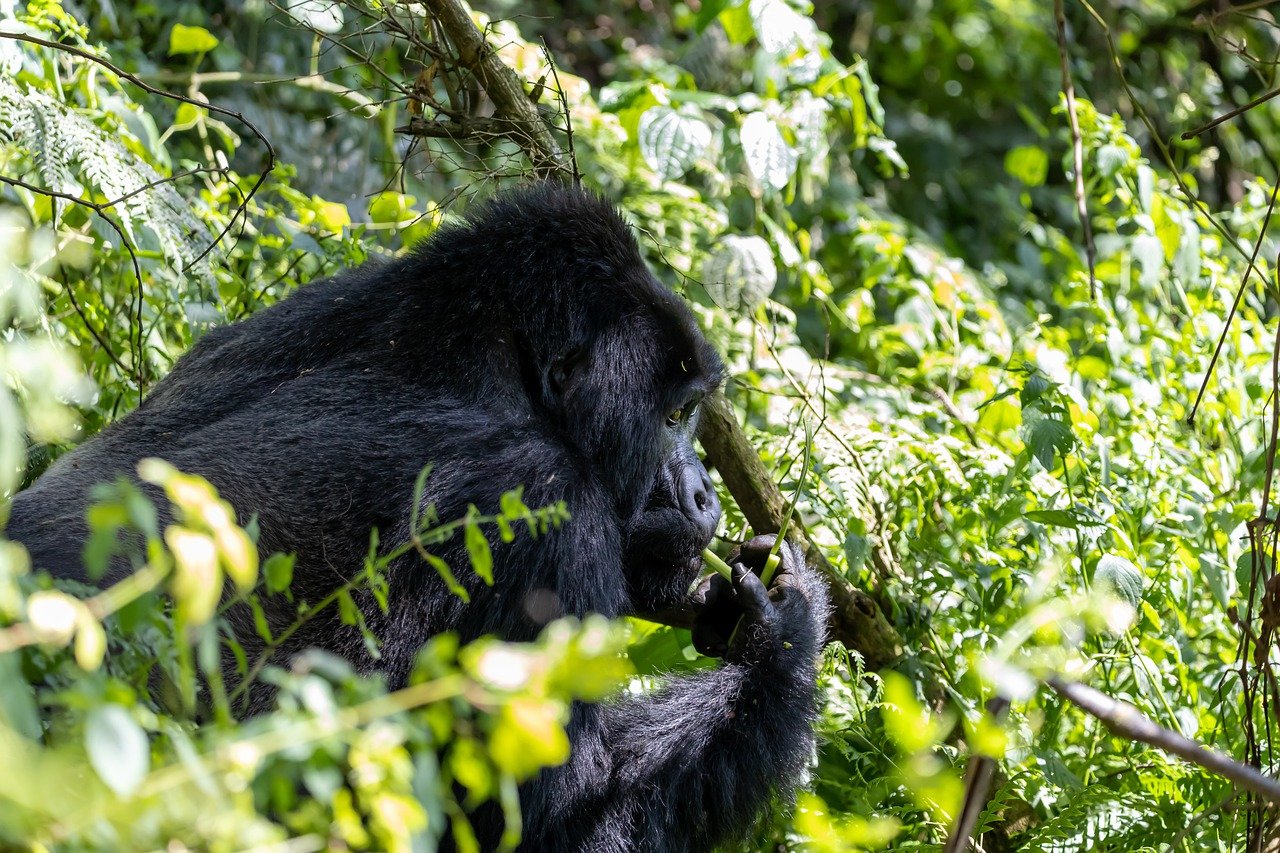 4- Days Bwindi Gorilla Trekking safari