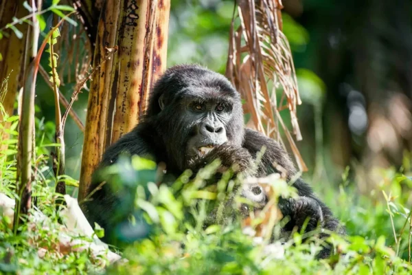 14 Days Rwanda Gorilla, Lake Kivu & Kenya Big Five Safari