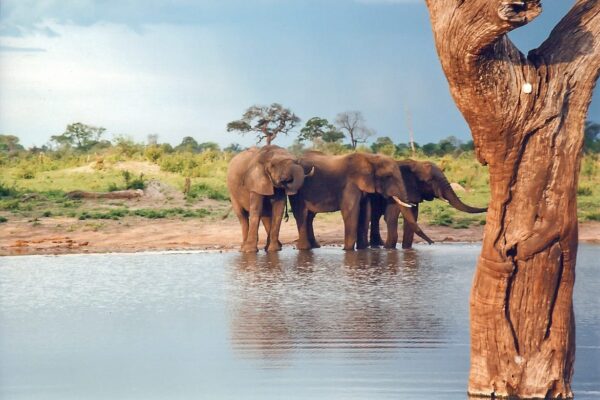 14 Days South Africa, Zimbabwe, Botswana & Namibia Safari 14 Days South Africa, Zimbabwe, Botswana & Namibia Safari