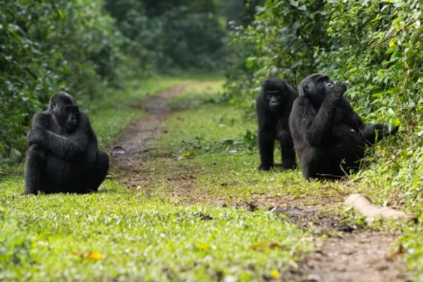14 Days Ultimate Rwanda & Kenya Wildlife Safari