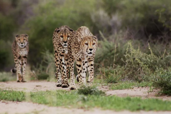 15-Day Namibia Grand Safari & Wildlife Holiday 15-Day Namibia Grand Safari & Wildlife Holiday