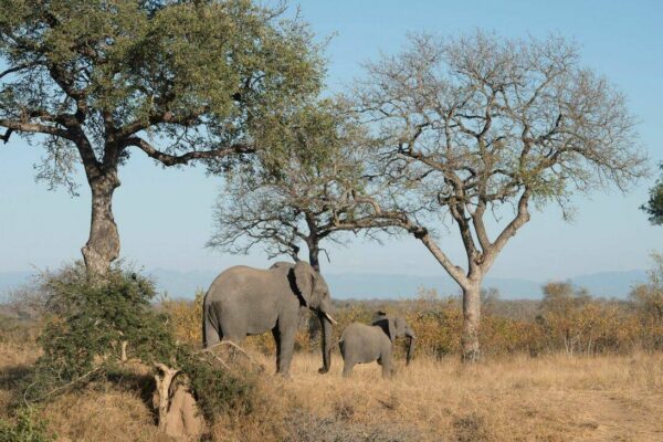 16-Day Ultimate Mozambique Bush & Beach Safari 16-Day Ultimate Mozambique Bush & Beach Safari