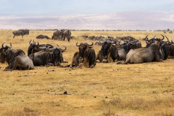 16 Days Rwanda & Kenya Grand Safari Adventure