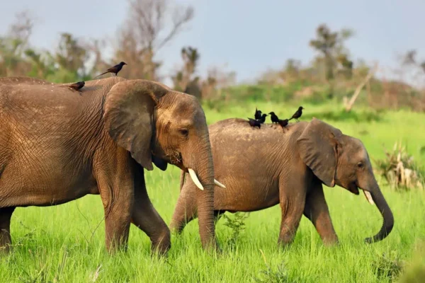 18 Days Grand Uganda & Tanzania Wildlife Safari 18 Days Grand Uganda & Tanzania Wildlife Safari