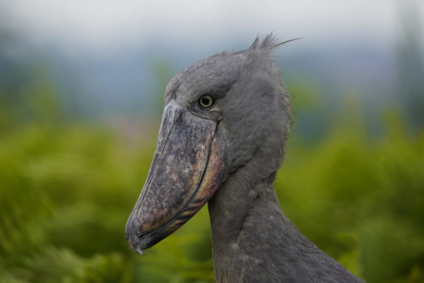 18-day Uganda Bird Watching Safari