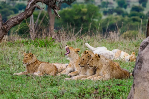 5-Day Grand Tanzania Safari, Tarangire to Serengeti