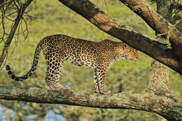 6-Day Highlights of Tanzania Mid-Range Safari