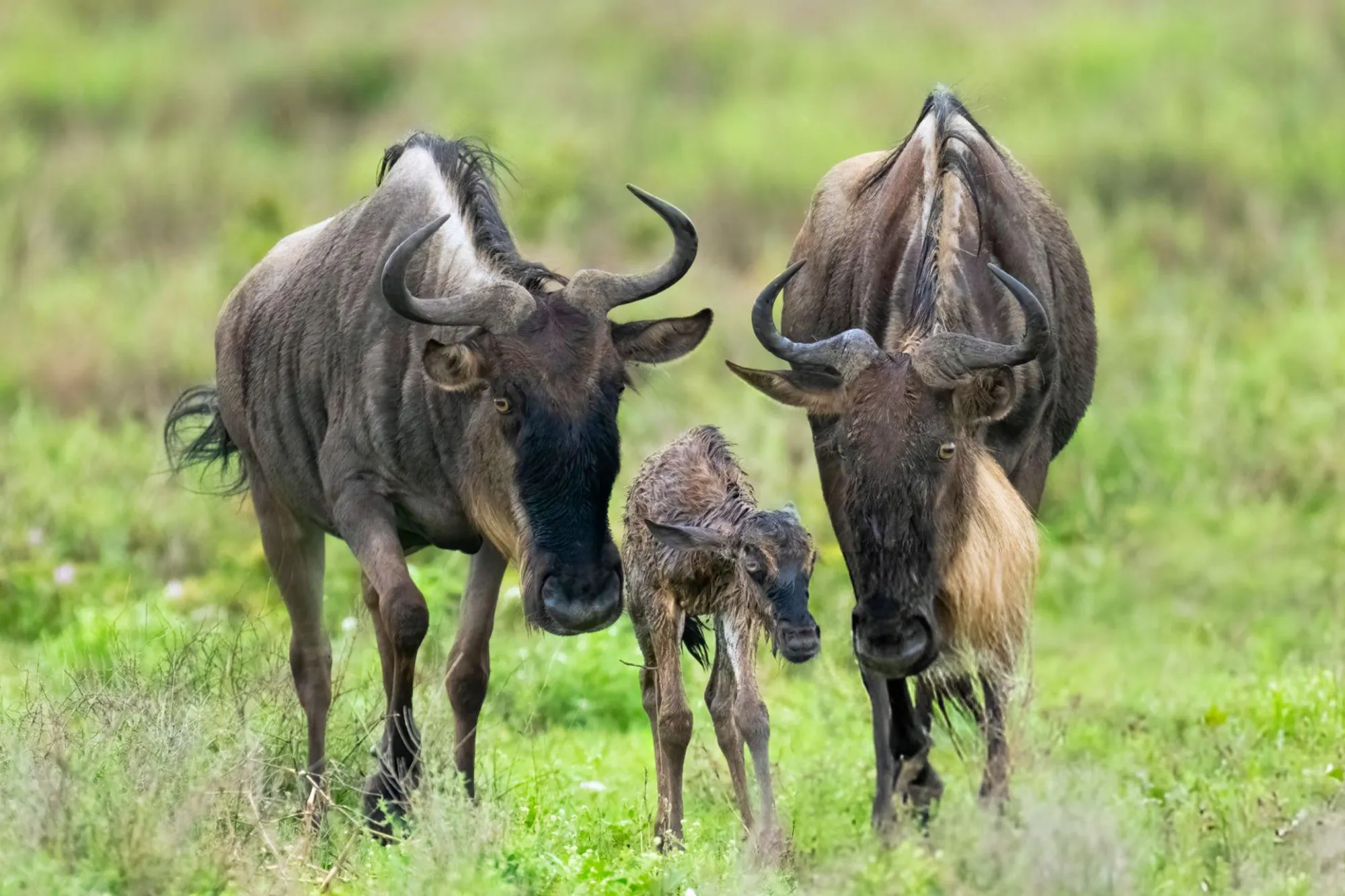 14-Day Great Migration & Zanzibar Beach