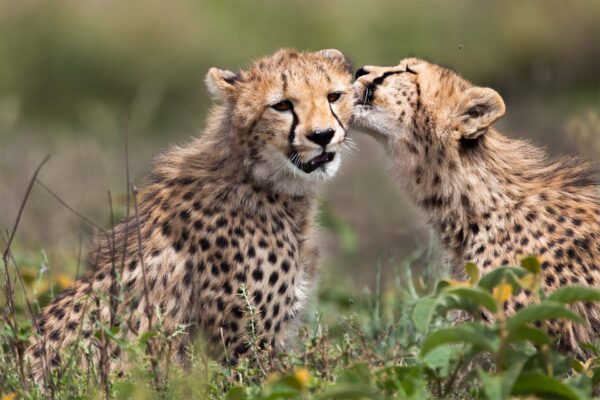6-Day Tanzania Classic Luxury Safari