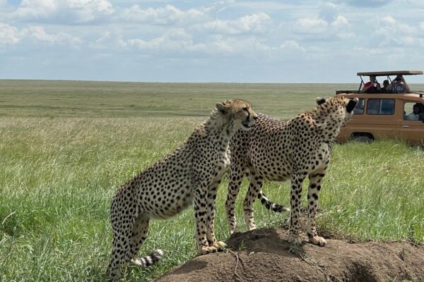 7-Day Tanzania Special Luxury Safari in the Wilderness