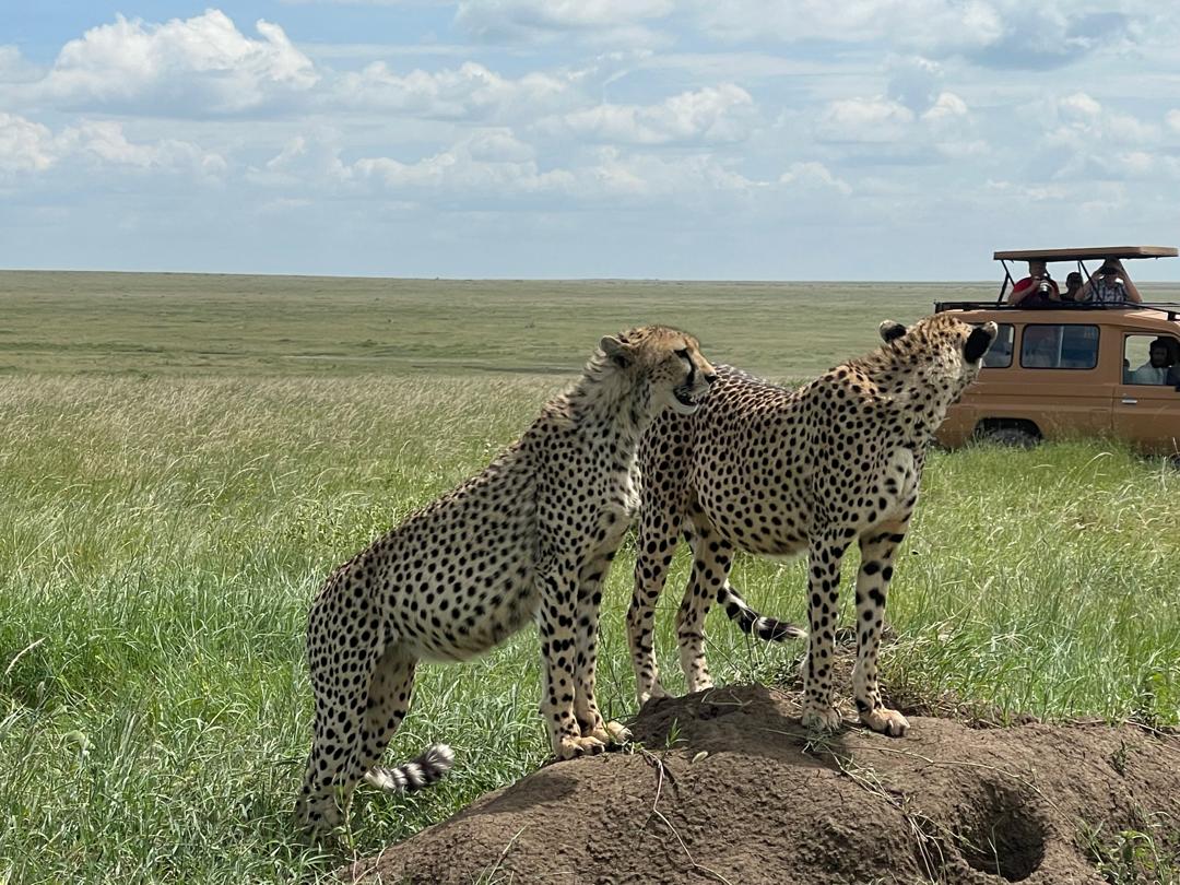 7-Day Tanzania Special Luxury Safari in the Wilderness