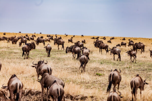 6-Day Tanzania Great Migration Safari