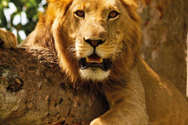 8-Day Kenya Big Five Safari Holiday 8-Day Kenya Big Five Safari Holiday