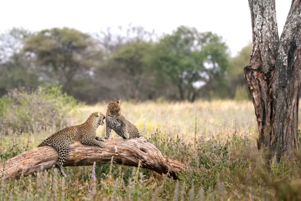 8-Day Majestic Tanzania Wildlife Safari Adventure