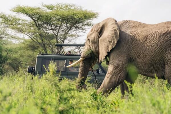 8-Day Tanzania Safari and Zanzibar Vacation Tour