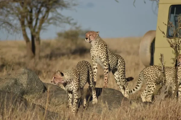 8-Day Ultimate Tanzania Luxury Safari Adventure